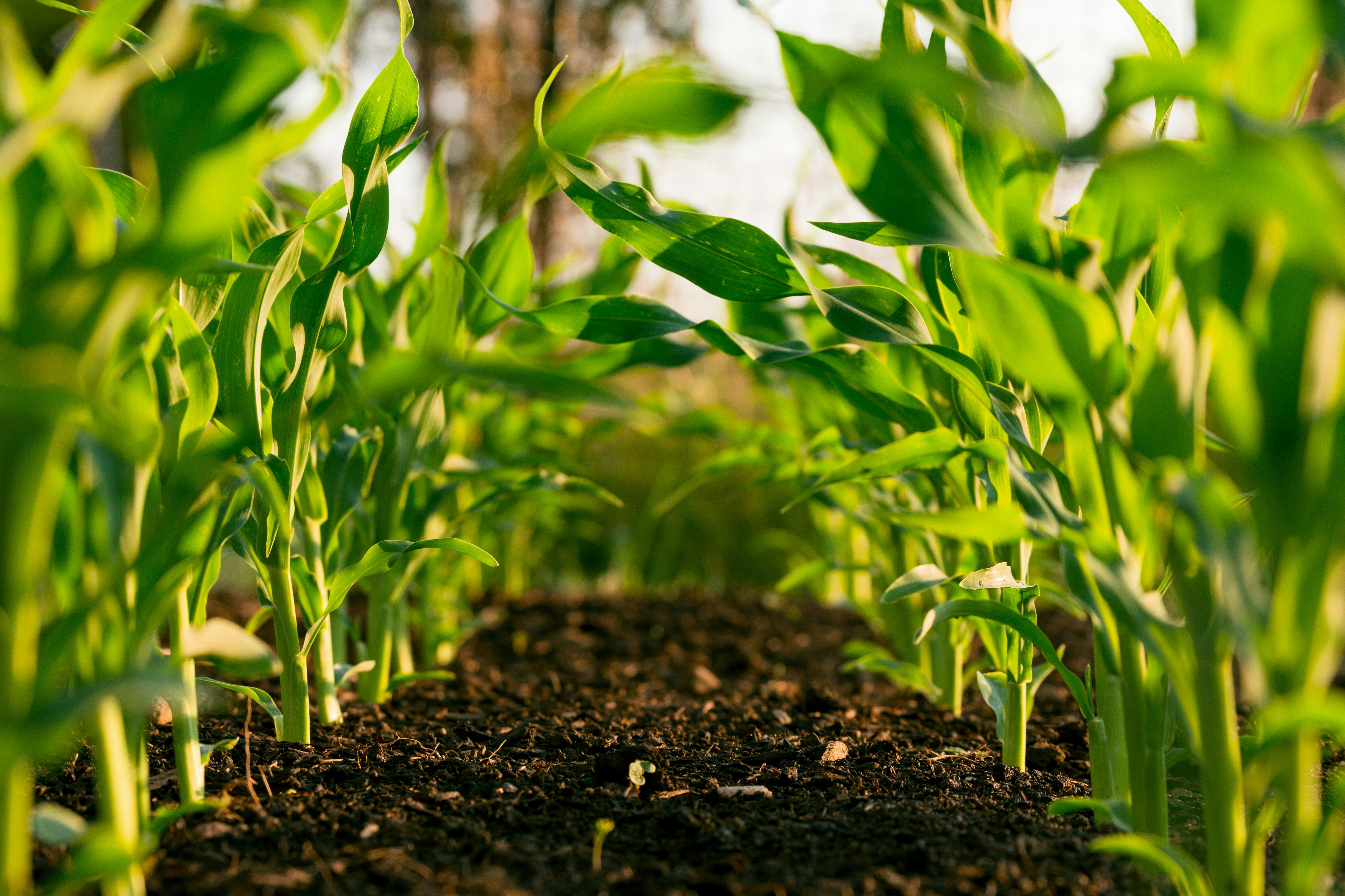 soil