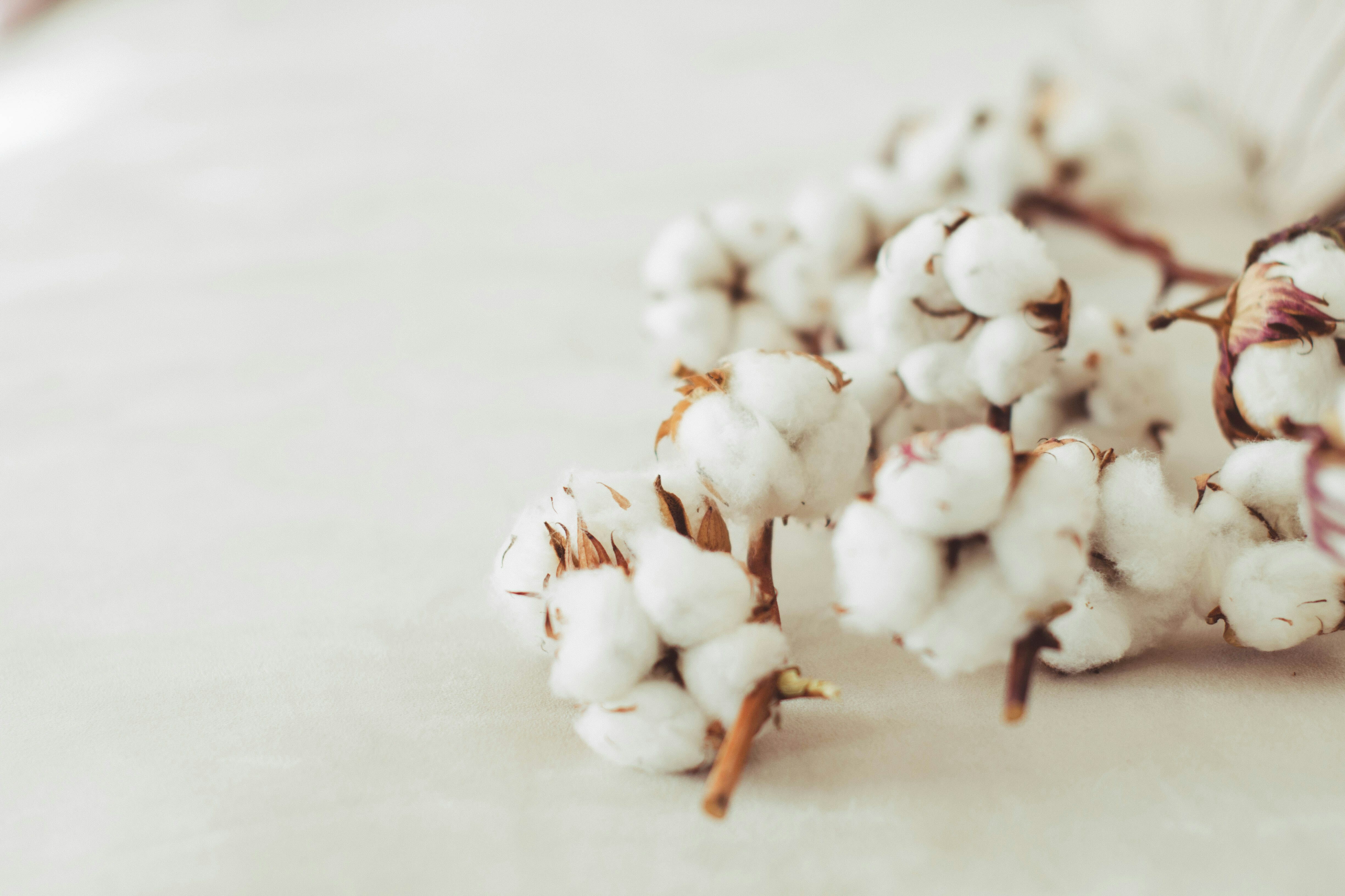 cotton