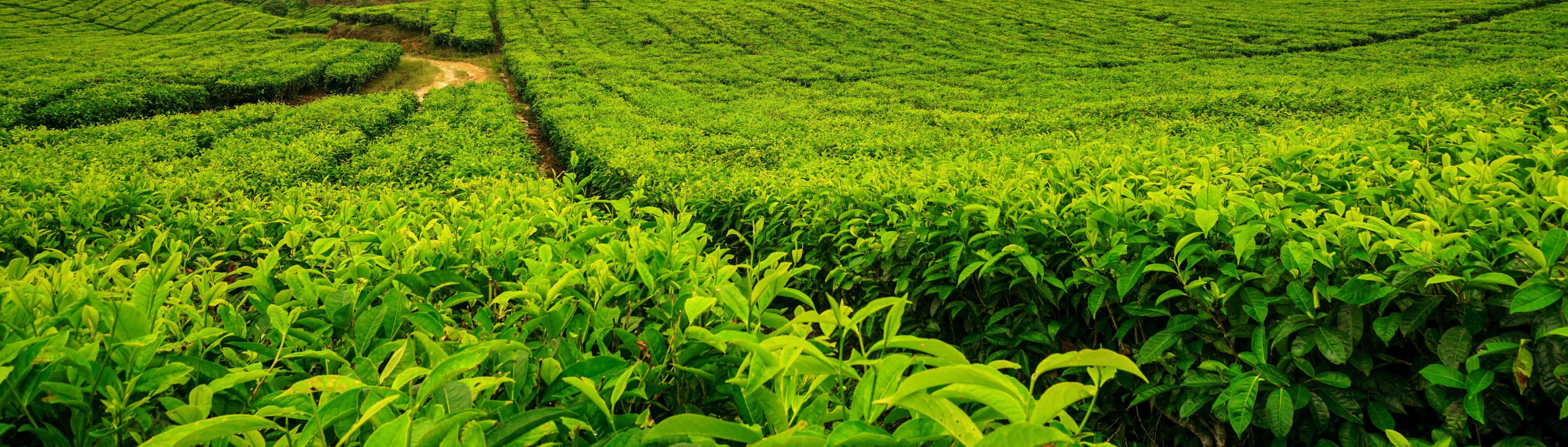 field of plants