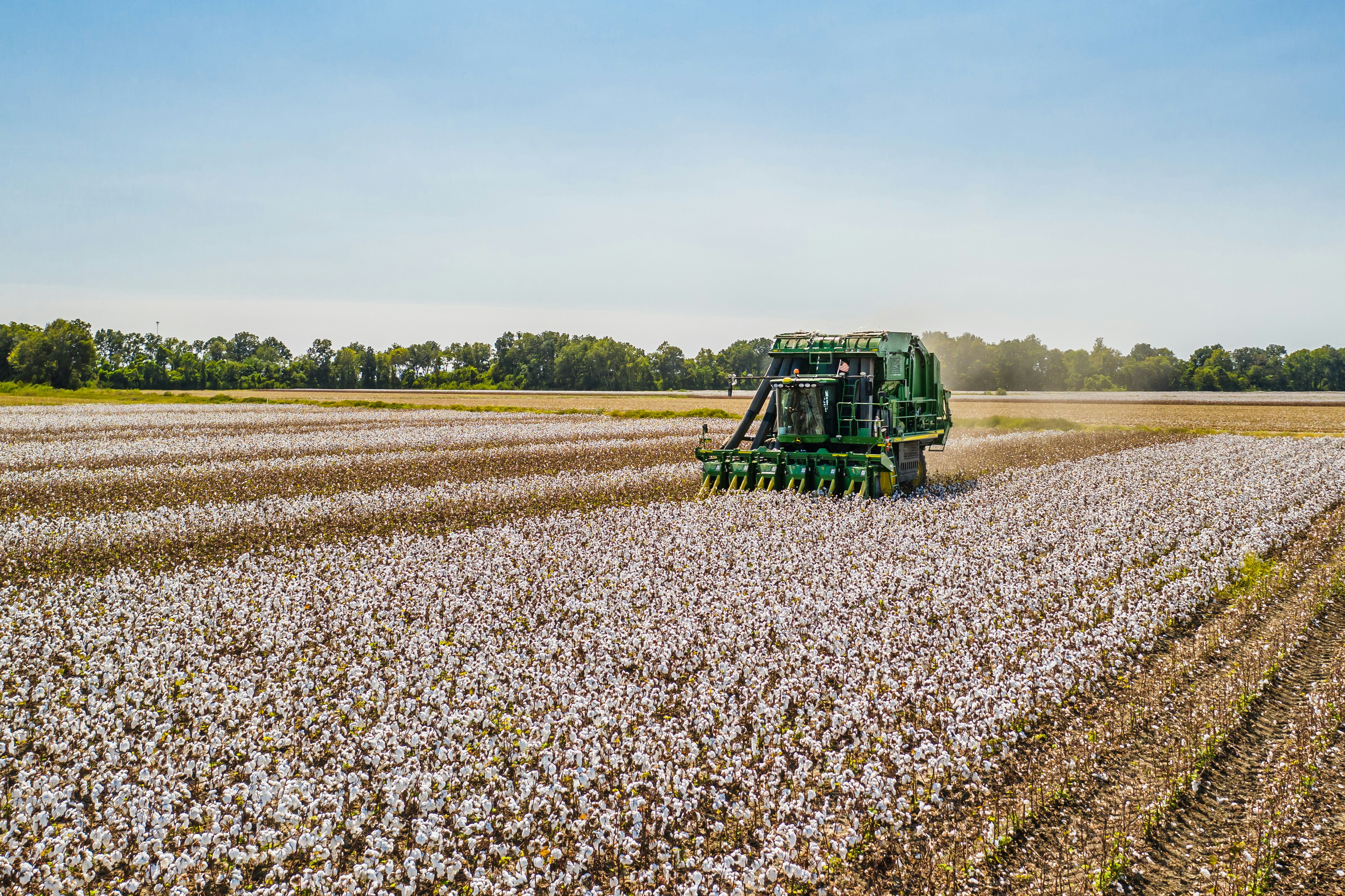 A large green harvesting machine working through a wide cotton field under a clear blue sky, with trees visible along the horizon.