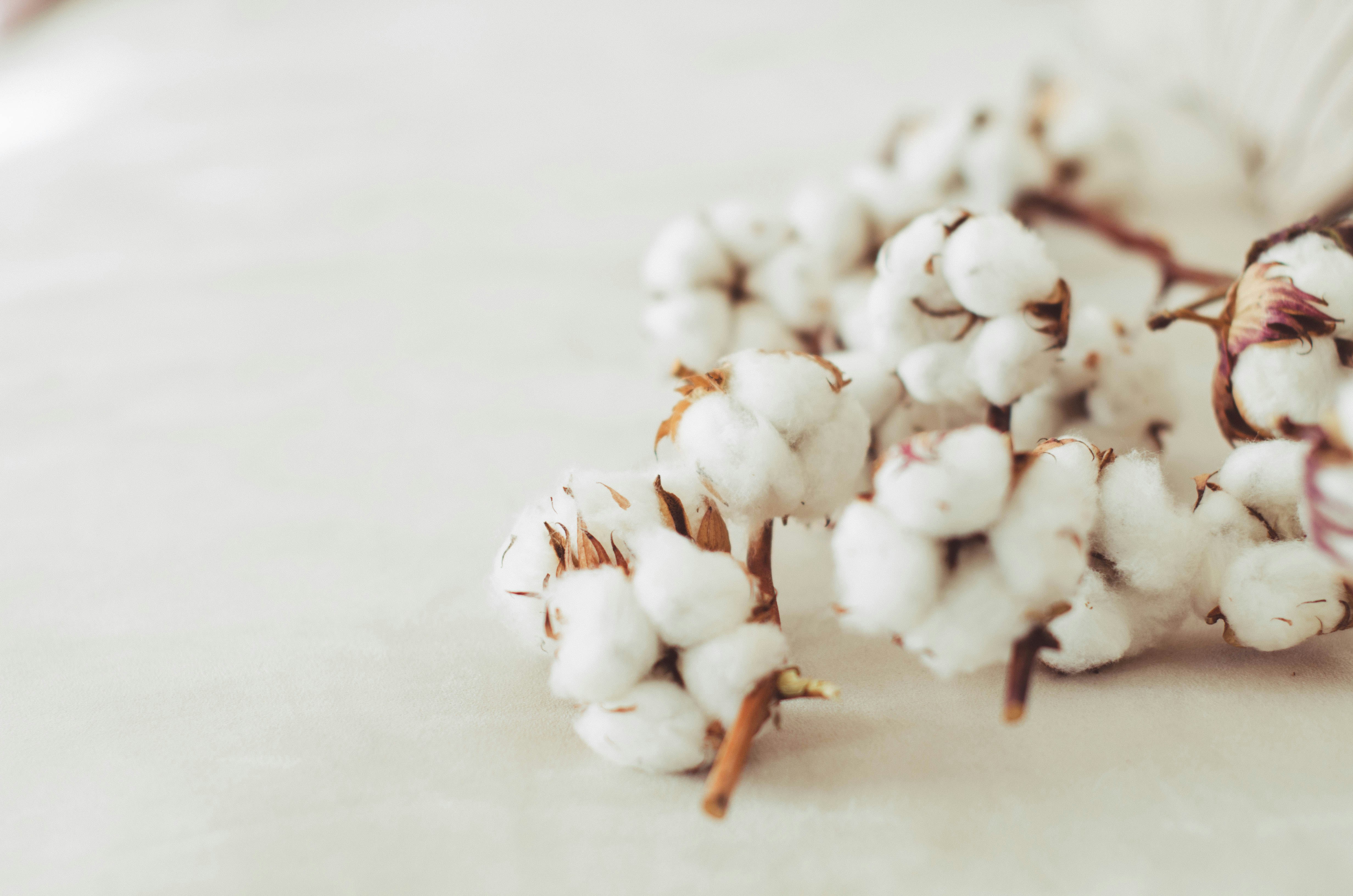 Close-up of cotton bolls on dried stems against a soft white background.